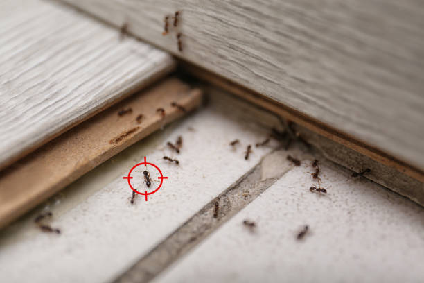 Trusted Quincy, FL Pest Control Experts
