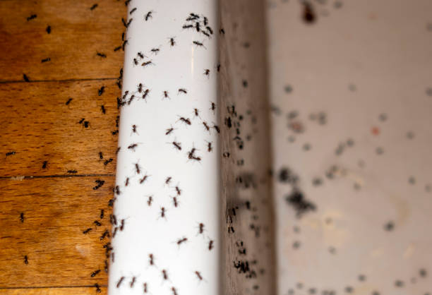 Best Affordable Pest Control Services  in Quincy, FL