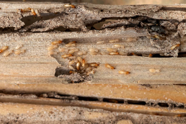 Best Termite Control Services  in Quincy, FL
